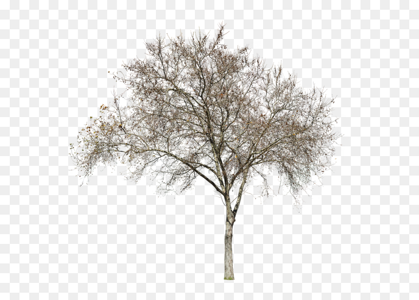 Oak Png Winter, Transparent Png - winter tree png