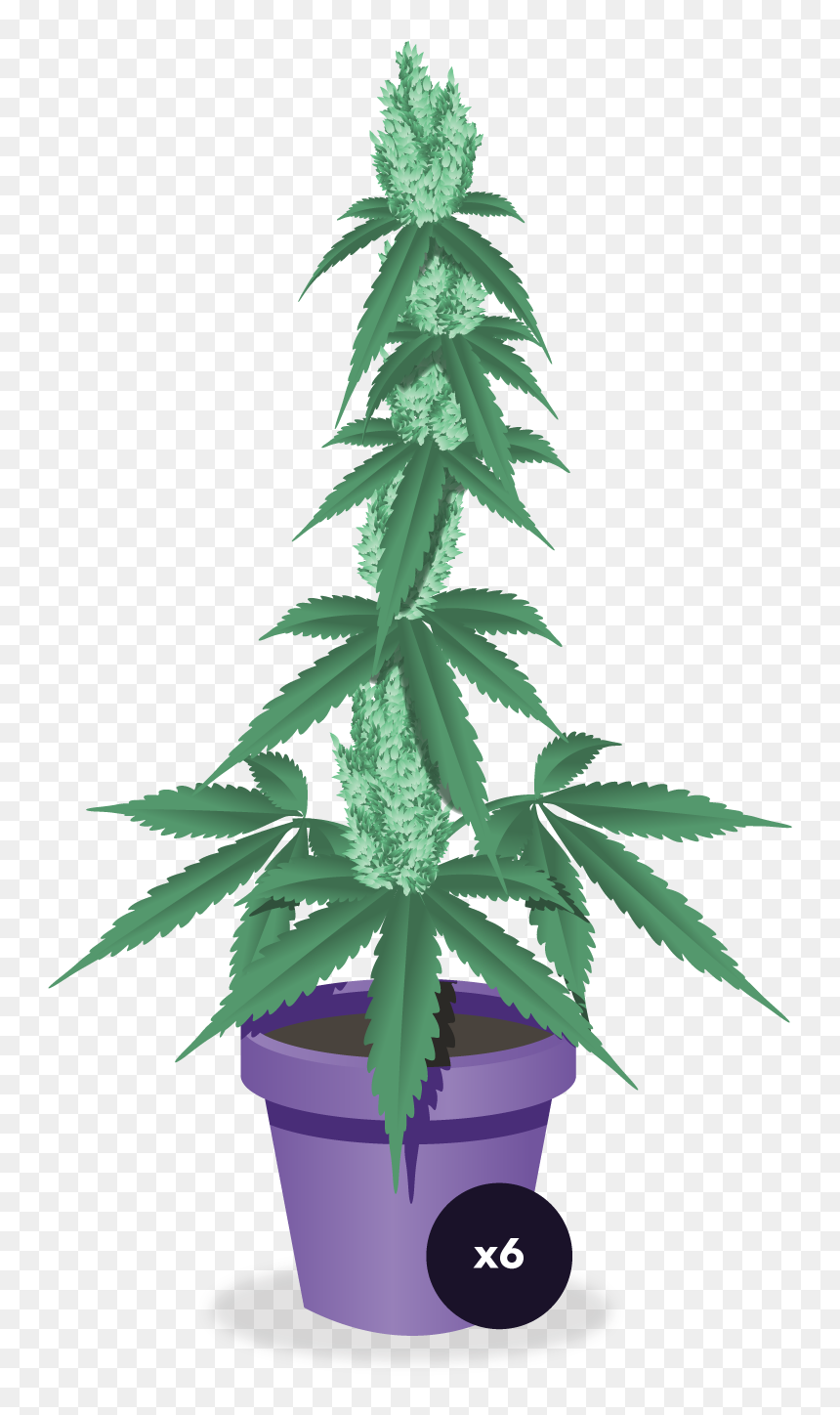 Cannabis, HD Png Download - marijuana plant png