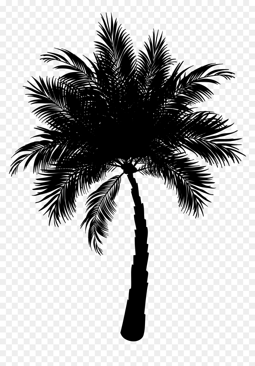 Asian Palmyra Palm Date Palm Vector Graphics Palm Trees - Palm Png Vector, Transparent Png - palm tree vector png