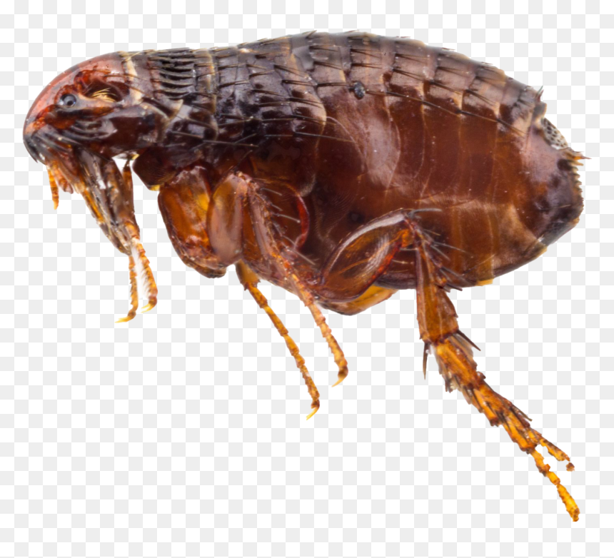 Flea Bed Bug Bites Nz, HD Png Download - flea png