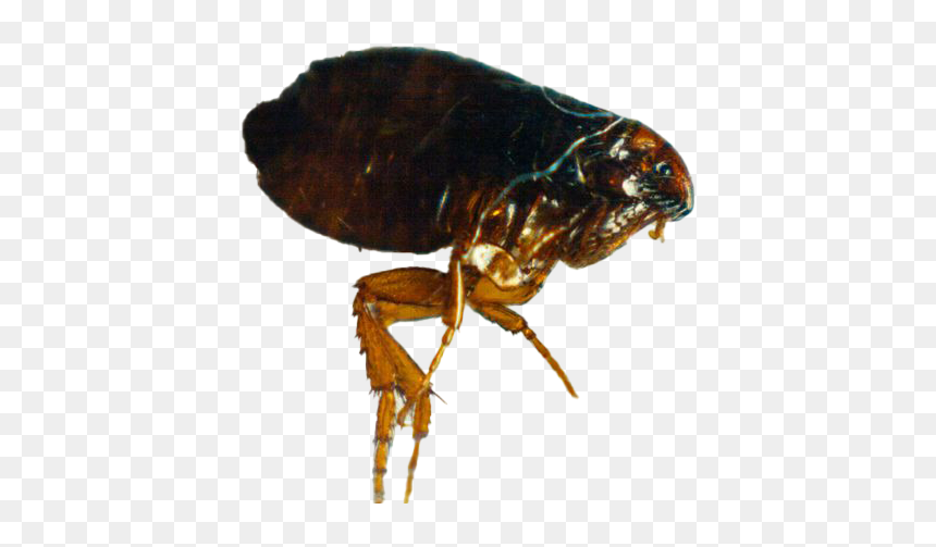 Flea Background Png - Dog Flea, Transparent Png - flea png
