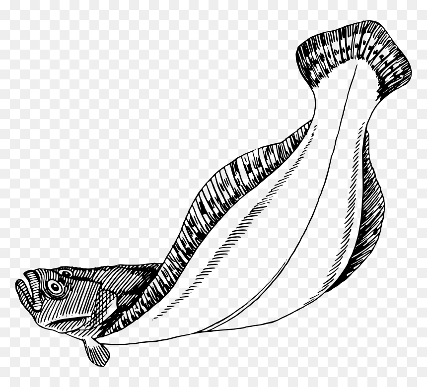 Flatfish, HD Png Download - flounder png