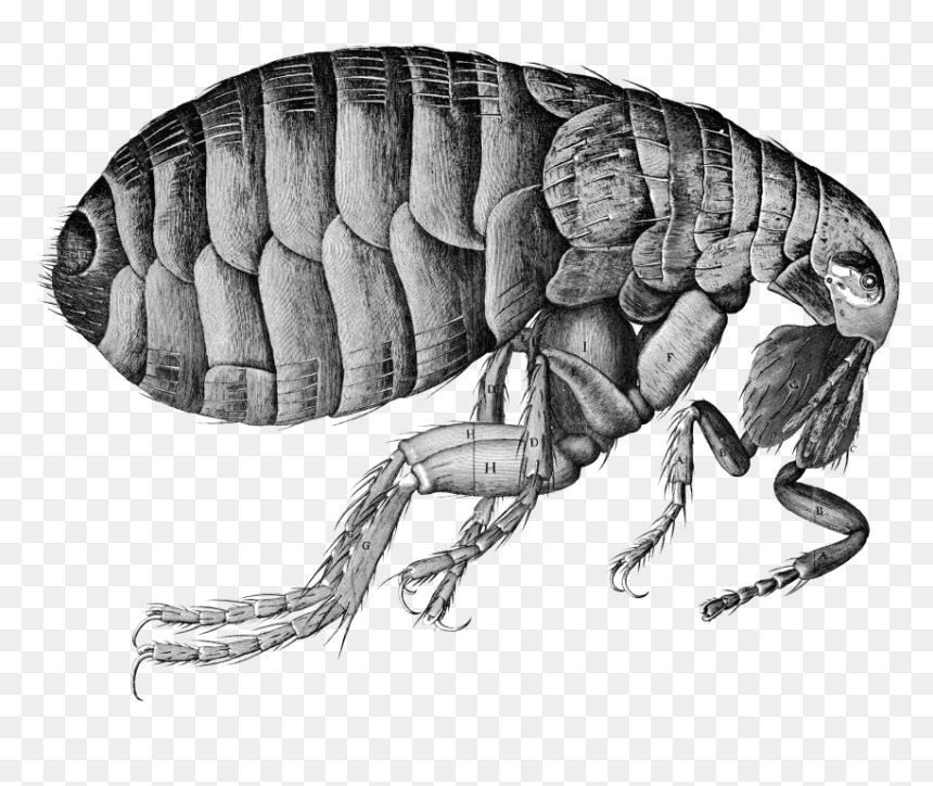 Best Flea Png - Micrographia De Robert Hooke, Transparent Png - flea png