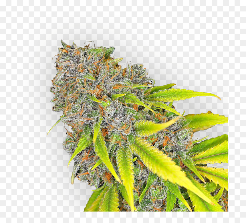 Cannabis , Png Download - Cannabis Png, Transparent Png - cannabis png