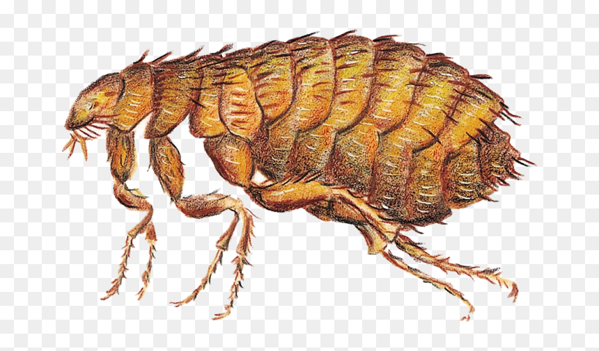 Wood Flea, HD Png Download - flea png