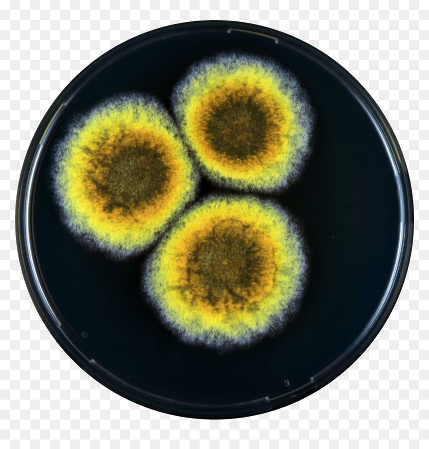 Aspergillus Cibarius Yes - Circle, HD Png Download - yes png