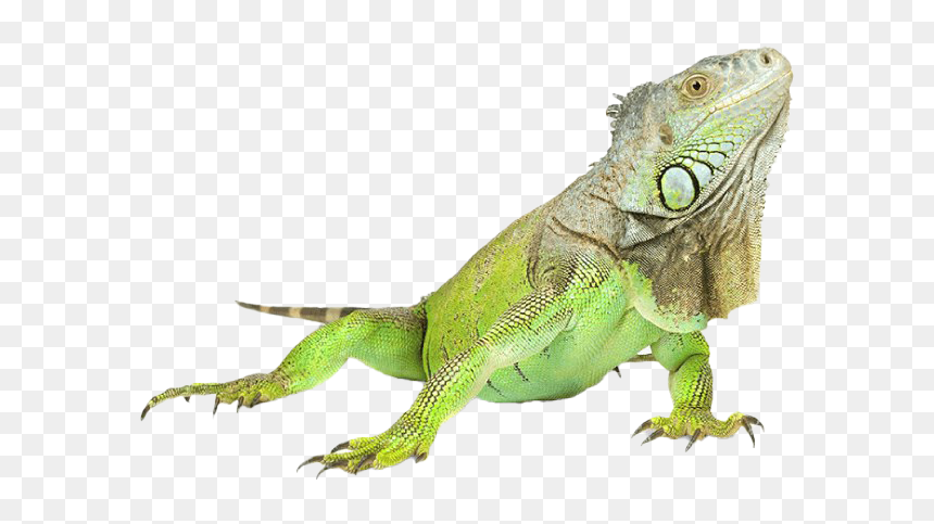 Iguana Png, Transparent Png - iguana png