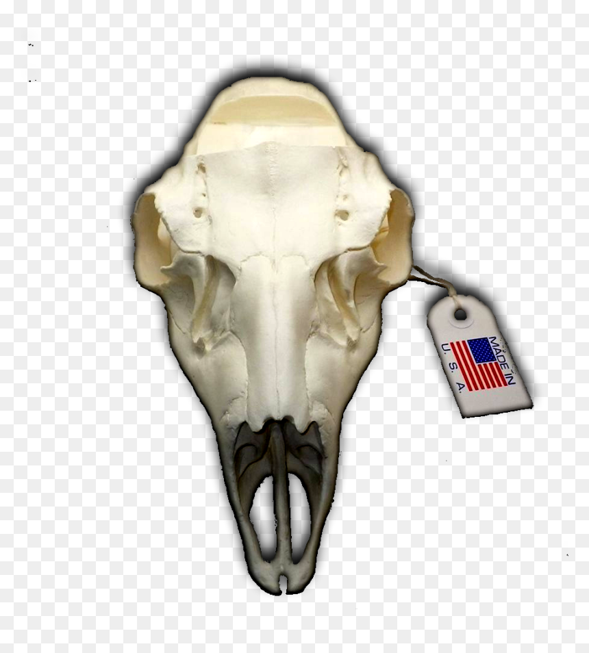 Mule Deer European Replica Skull Mount ” With Notched - Replica European Camo Deer Skull, HD Png Download - deer skull png