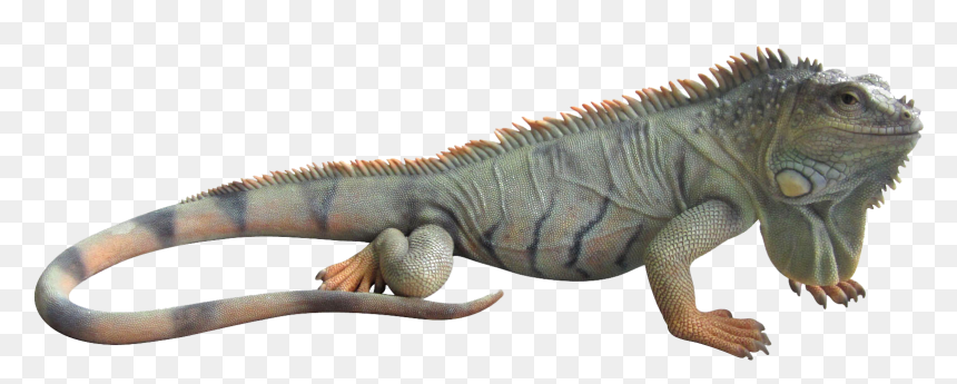 Iguana Png Image - Iguana Png File, Transparent Png - iguana png