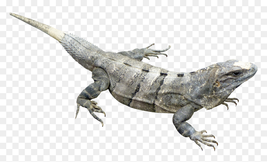 Iguana Png, Transparent Png - iguana png