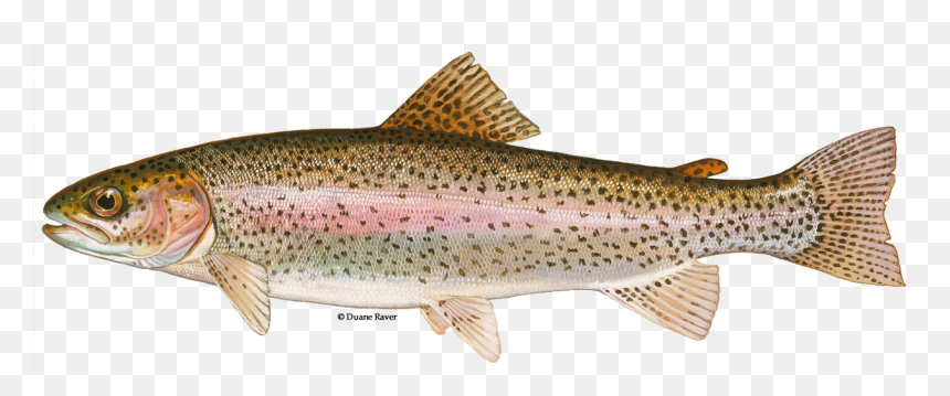 Lake Trout Png - Cutbow Trout Vs Rainbow Trout, Transparent Png - trout png