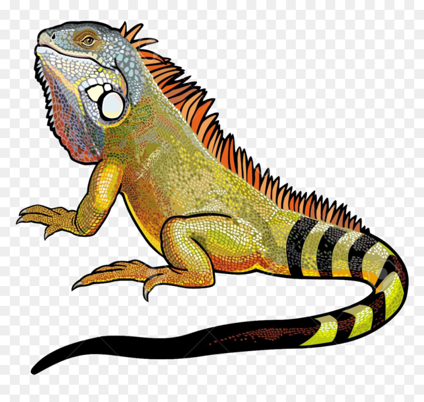 Download Amazing High-quality Latest Png Images Transparent - Iguana Illustration, Png Download - iguana png