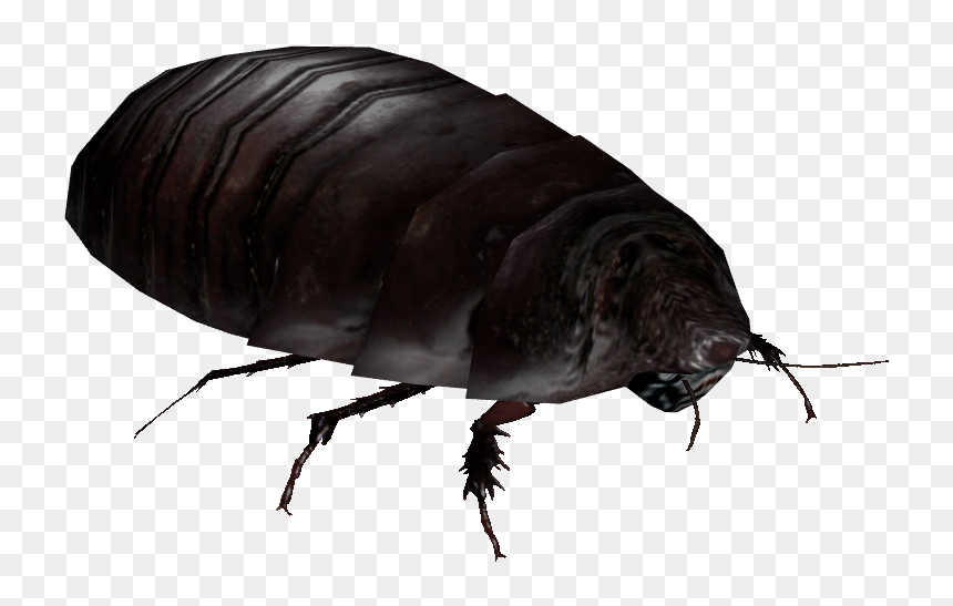 Giant Burrowing Cockroach - Dung Beetle, HD Png Download - flea png