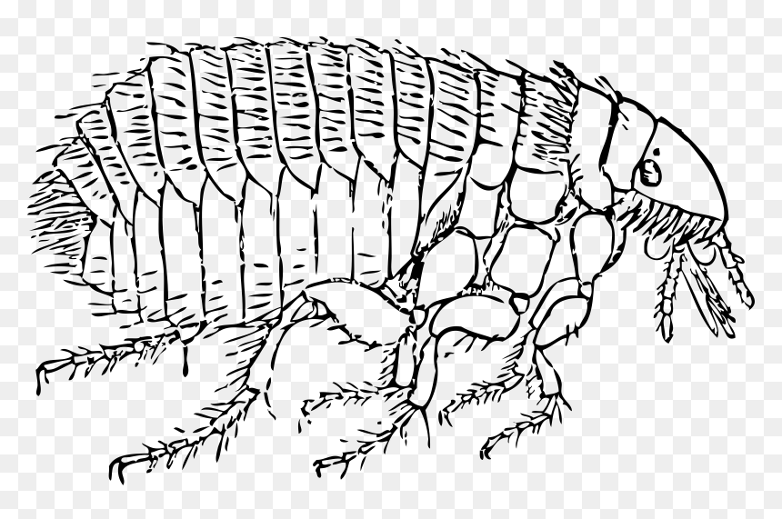 Flea Clip Arts - Flea Clip Art, HD Png Download - flea png