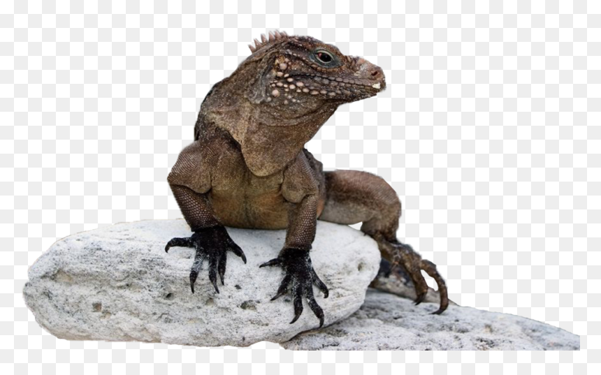 Thumb Image, HD Png Download - iguana png