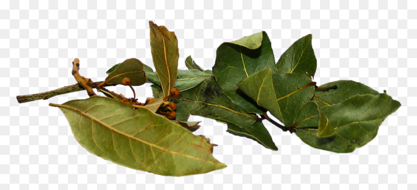 Walking Stick Insect, HD Png Download - laurels png