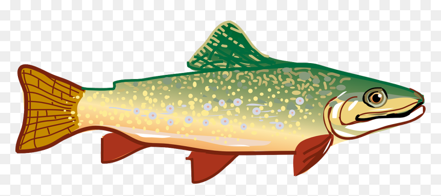 Picture Of Milk Picture Of Meat Picture Of Fish - Trout Clipart, HD Png Download - trout png