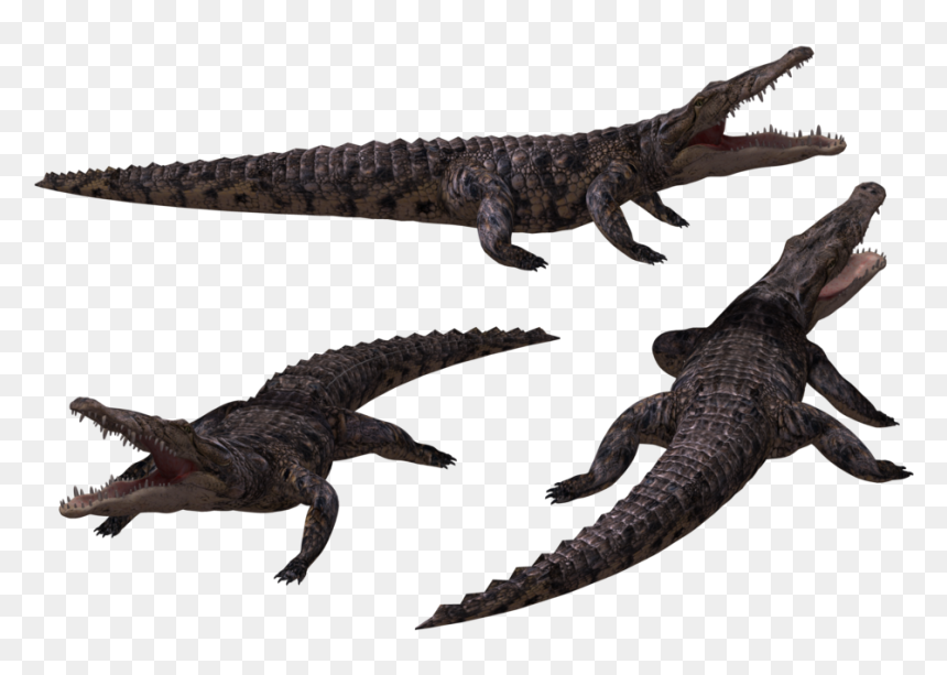 Crocodile Clipart Black And White Png, Transparent Png - wolverine claws png