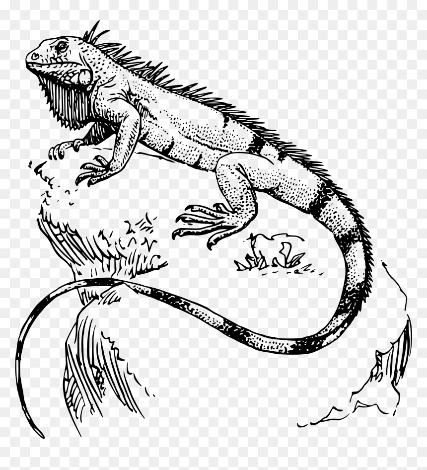 Iguana Clip Arts - Iguana Drawing, HD Png Download - iguana png