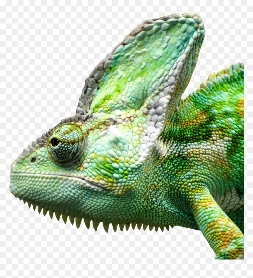 Iguana Png Free Download - Common Iguanas, Transparent Png - iguana png