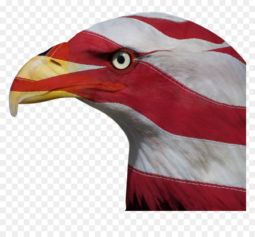 Usa, United States, Freedom, Bald Eagle, Patriotic - Agukla De Los Estados Unidos, HD Png Download - patriotic png