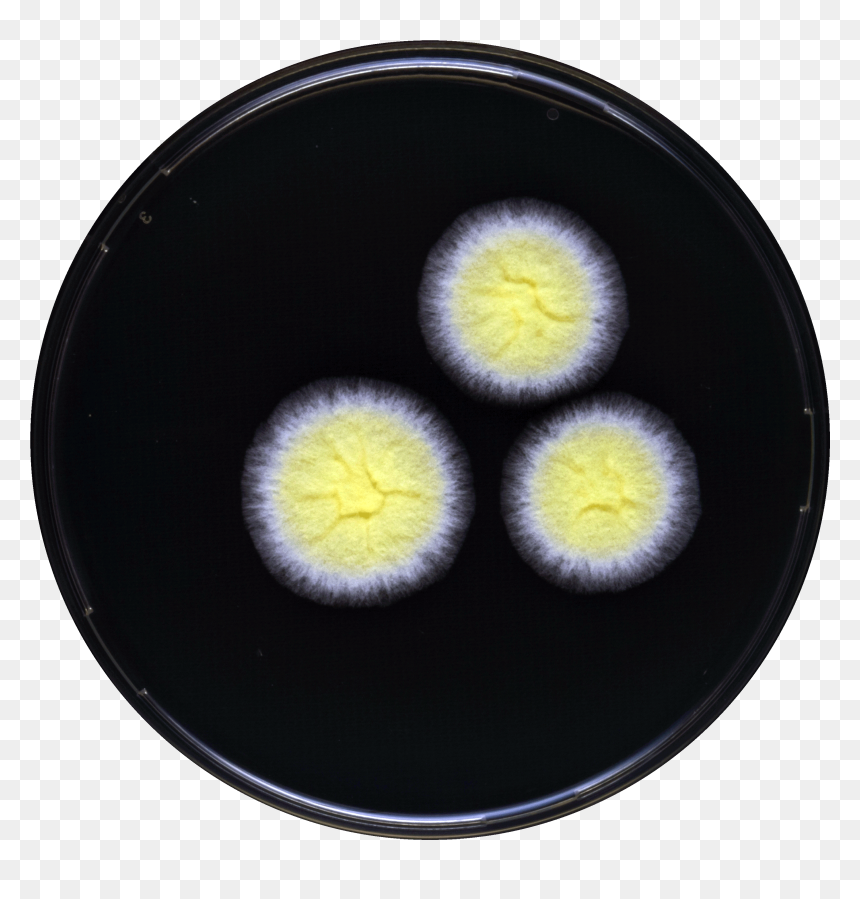 Aspergillus Tonophilus Yes - Circle, HD Png Download - yes png