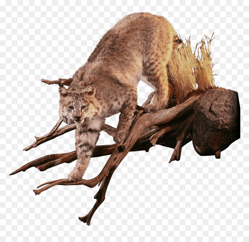 Bobcat Lurches In Tree Taxidermy - Dog Catches Something, HD Png Download - bobcat png