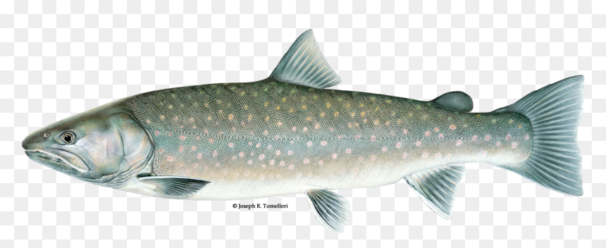 Illustration Of A Bull Trout - Different Types Of Trout, HD Png Download - trout png