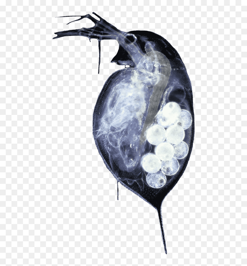 Pregnant Water Flea - Daphnia Pulex, HD Png Download - flea png