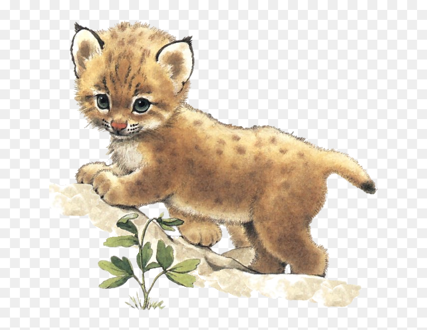 Rm Sweet Bobcat - Ruth Morehead Animals, HD Png Download - bobcat png