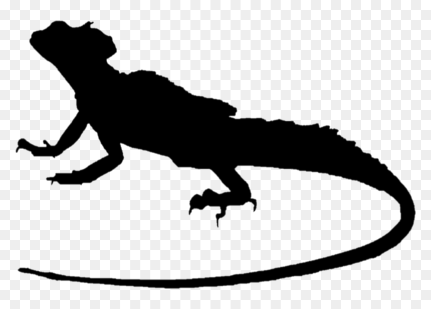 Lizard Plumed Basilisk Common Basilisk Green Iguana - Basilisk Lizard Png, Transparent Png - iguana png