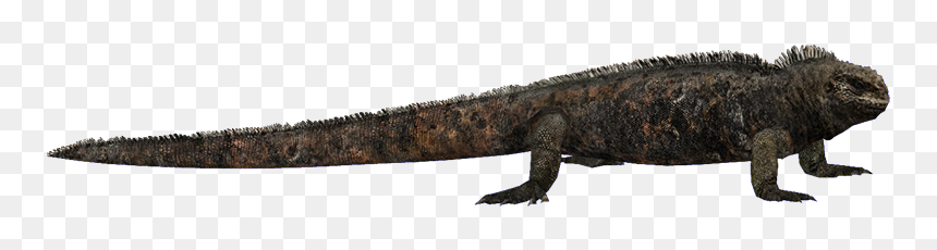 Thumb Image - Gecko, HD Png Download - iguana png