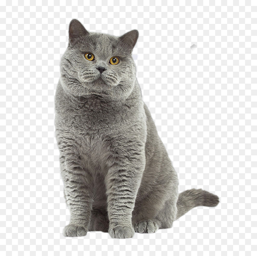 British Shorthair Cat - British Shorthair, HD Png Download - short hair png