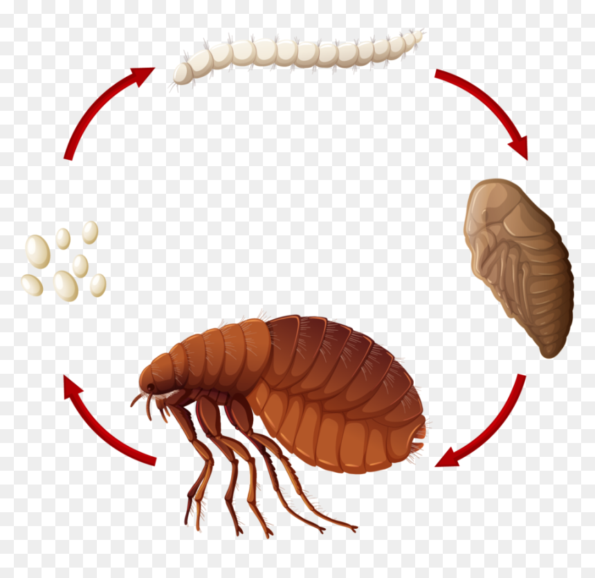 Ciclo De Vida Pulga, HD Png Download - flea png