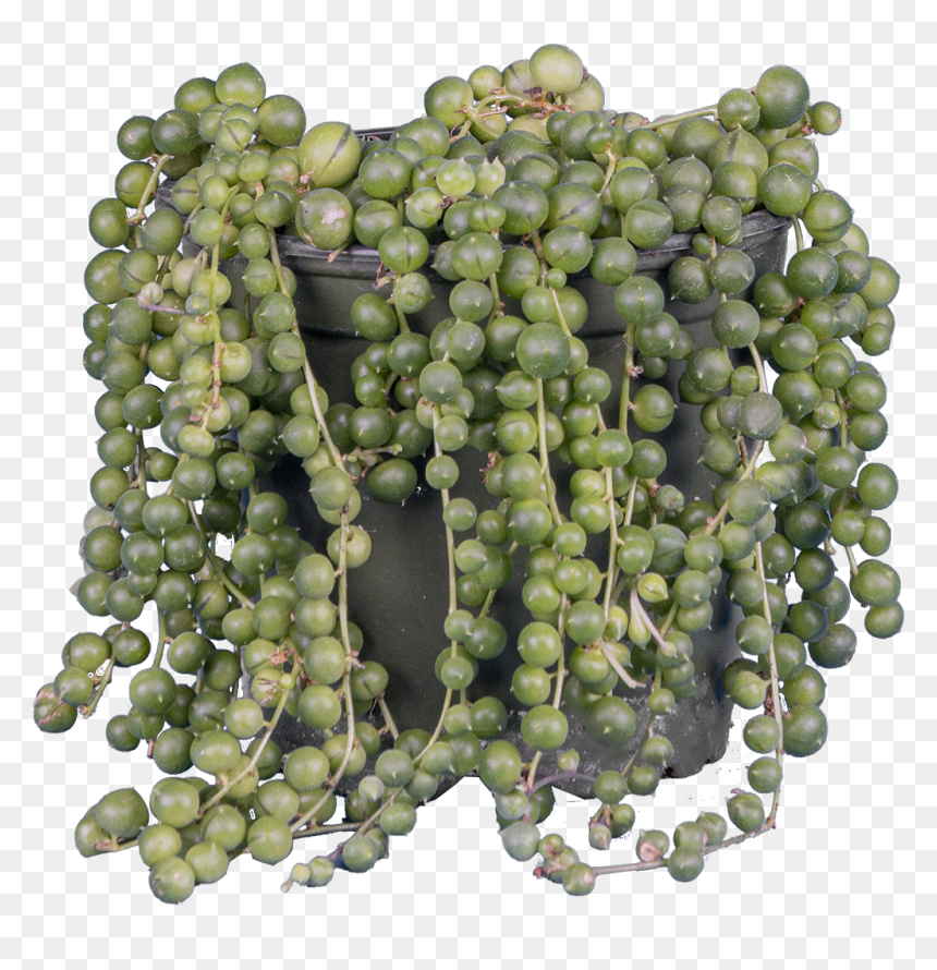 Senecio Rowleyanus - Seedless Fruit, HD Png Download - string of pearls png