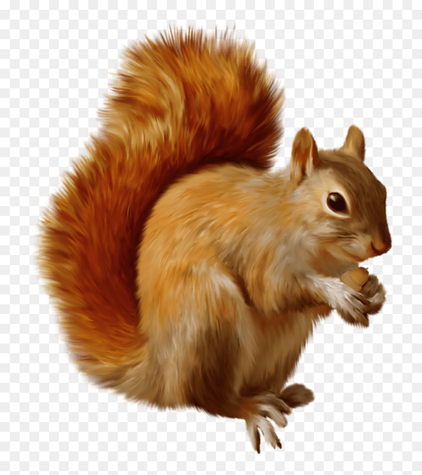 Squirrel Eating - Transparent Background Squirrel Png, Png Download - eating png