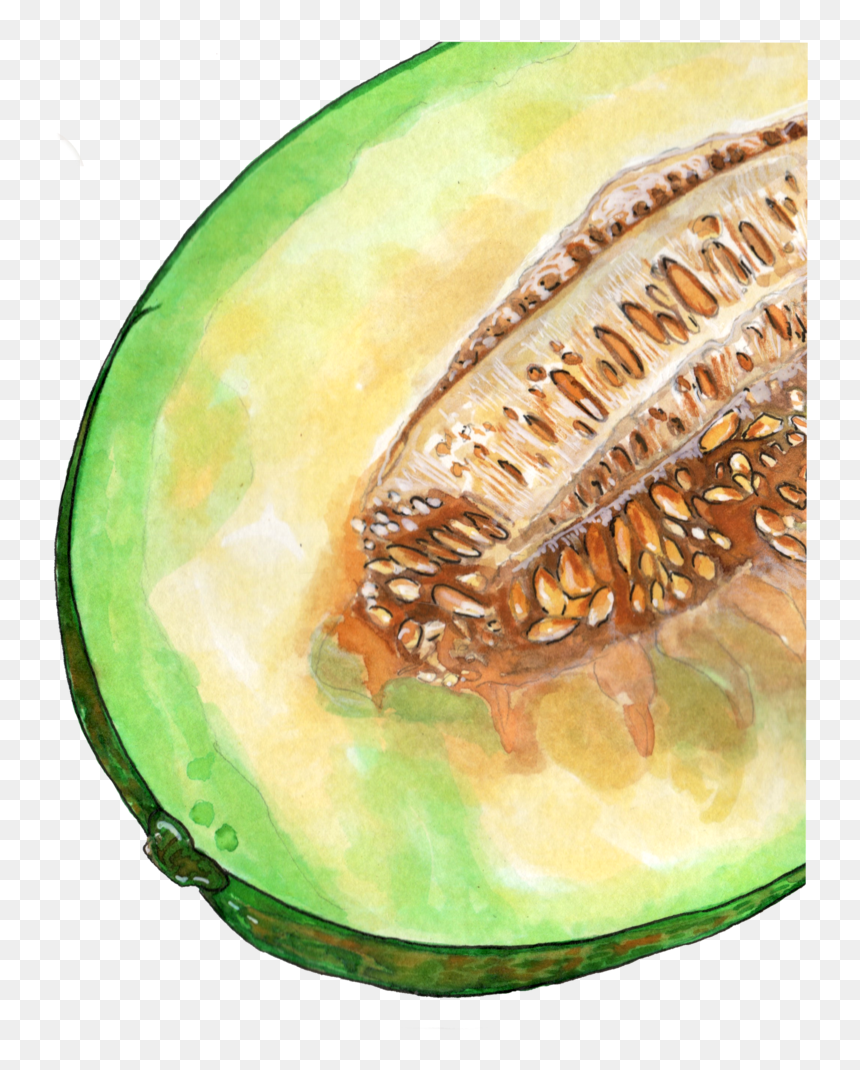 Inktober 2018 Cantaloupe Png - Honeydew, Transparent Png - cantaloupe png