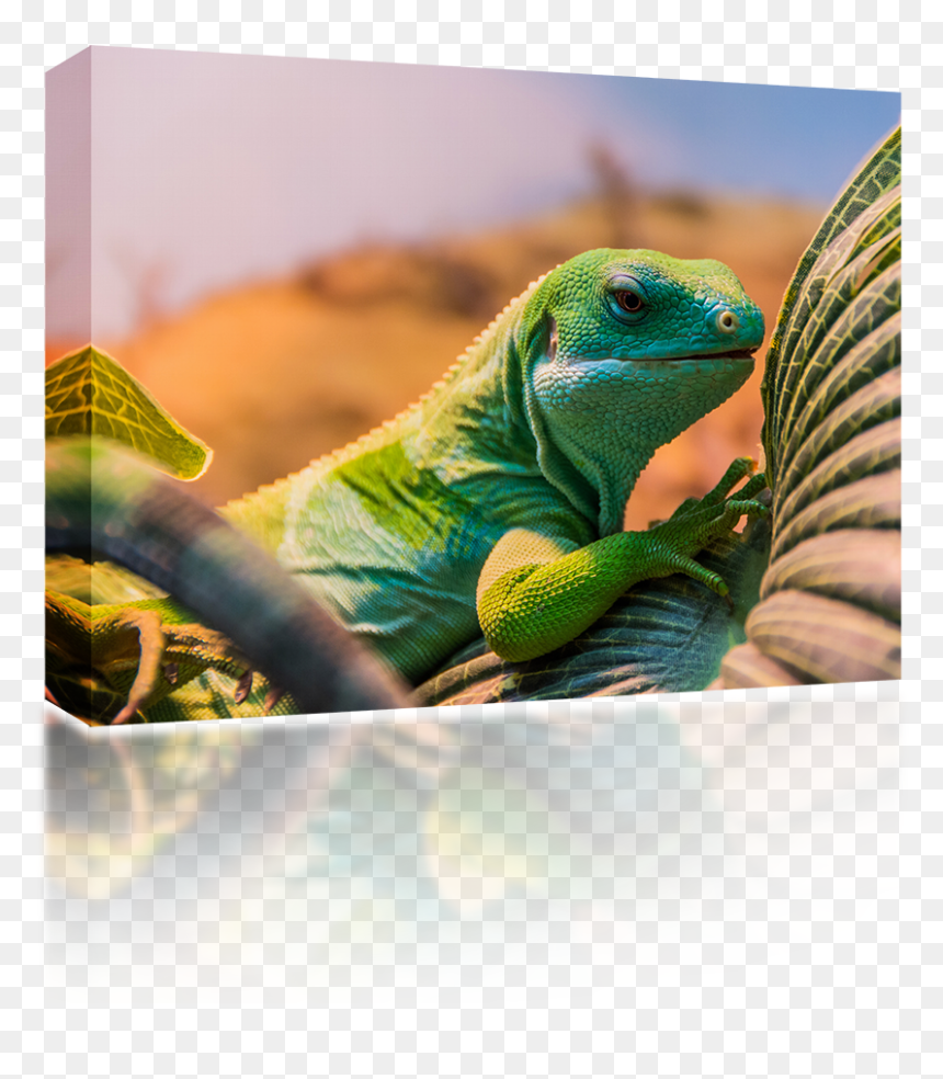 Fiji Banded Iguana , Png Download - Common Iguanas, Transparent Png - iguana png