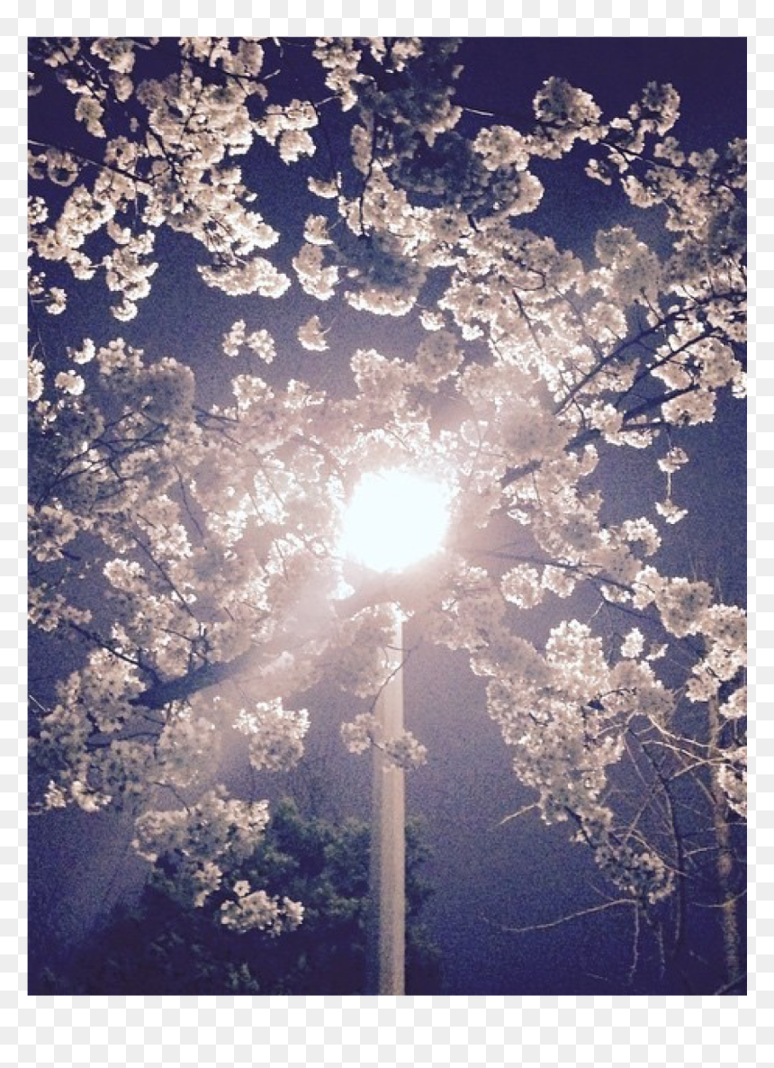 Tree, HD Png Download - sun lens flare png