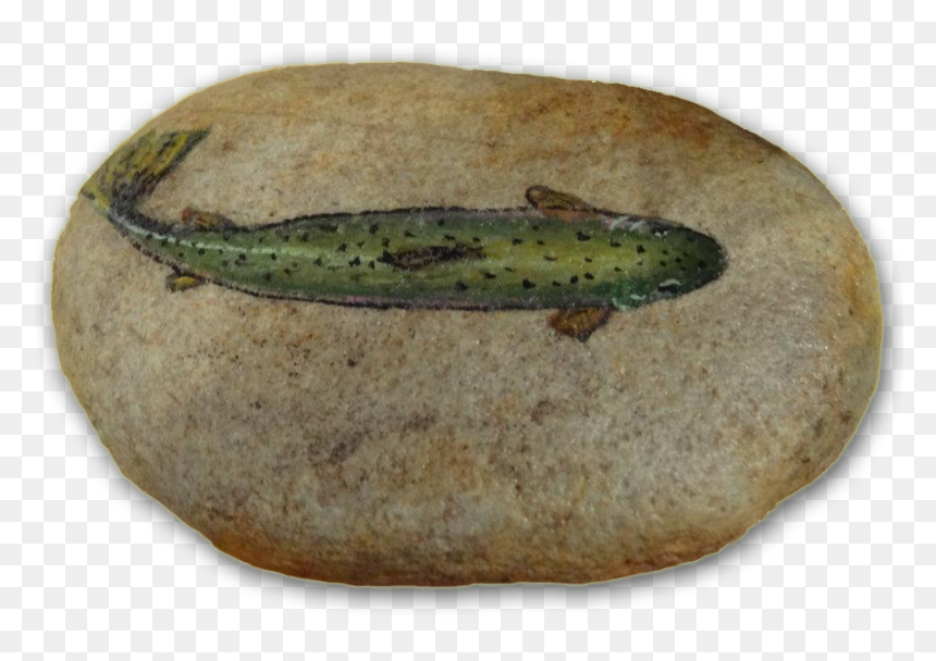 Painted Rock $15 - Boreal Toad, HD Png Download - trout png