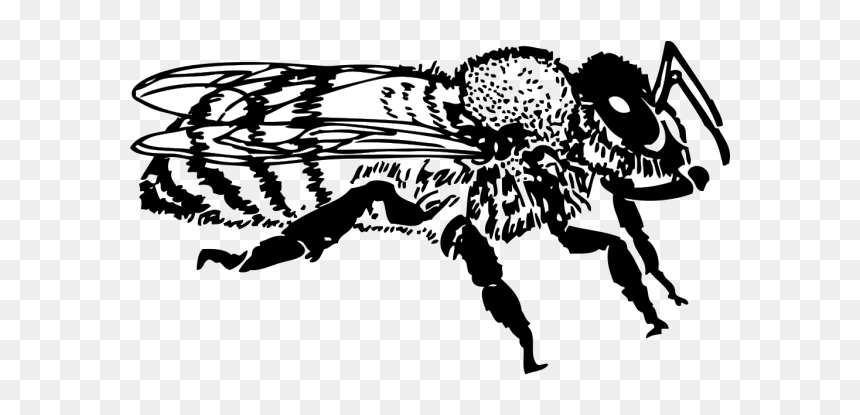 Honey Bee Png Icons, Transparent Png - honey bee png