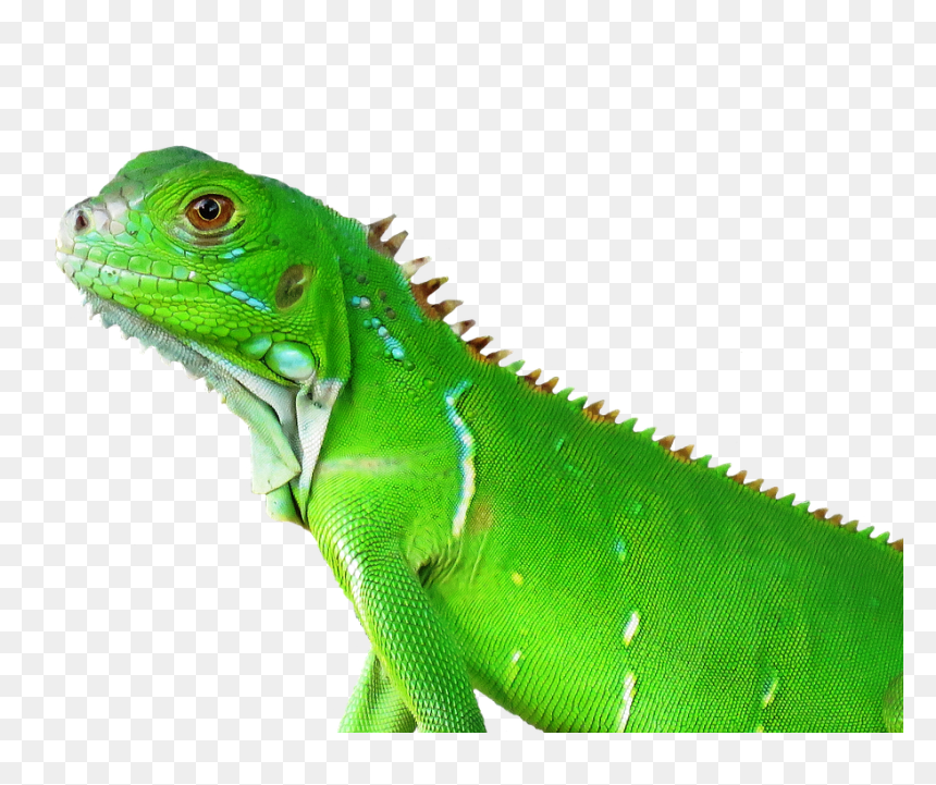 Рептилия Png, Transparent Png - iguana png
