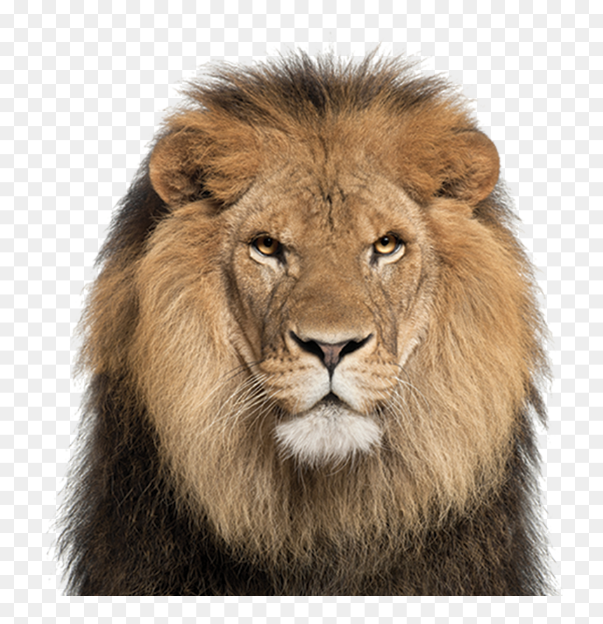 Lion Face White Background , Png Download - Transparent Lion Face Png, Png Download - lion face png