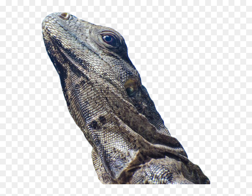 Iguana-lizard - Wrinkly Lizard, HD Png Download - iguana png