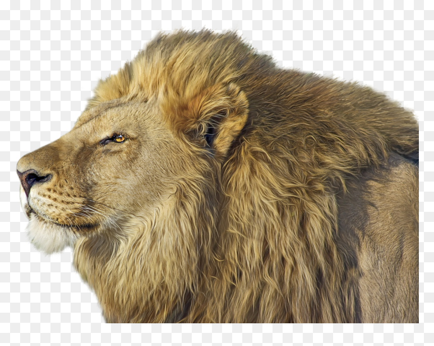 Lion Png Transparent Image - Lion Png Transparent, Png Download - lion face png