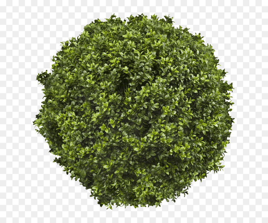 Transparent Topiary Png - Transparent Background Transparent Background Trees, Png Download - trees top view png
