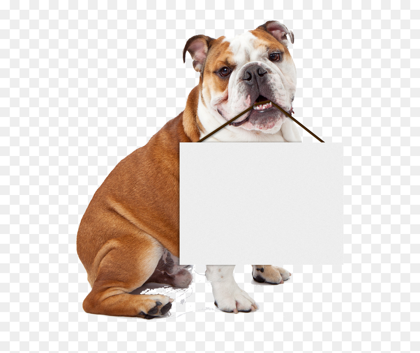 High Quality Bulldog Holding Blank Sign Blank Meme - Happy Easter English Bulldogs, HD Png Download - blank sign png
