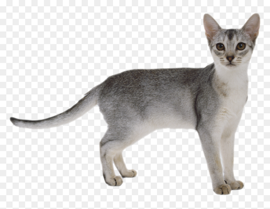 Cats Image White Background Png - Cat White Background Hd, Transparent Png - white cat png