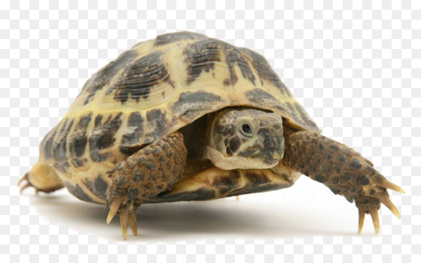 Tortoise Images Png , Png Download - Tortoise Png, Transparent Png - tortoise png