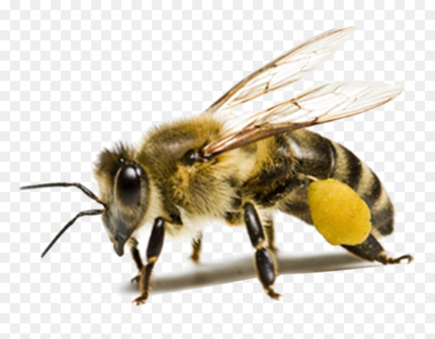 Bee Png Hd - Transparent Bee, Png Download - bee clipart png